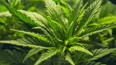 Photo of México tendrá la mejor legislación en regulación del cannabis