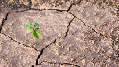 Photo of 4 proyectos que están combatiendo el cambio climático