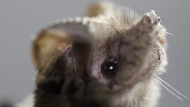 Photo of Investigan universitarios hábitos de los murciélagos en sitios urbanos