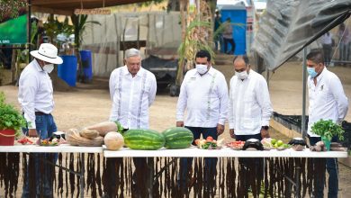 Photo of AMLO evalúa avances de Sembrando Vida en Guerrero; llama a aprovechar oportunidades en el campo mexicano