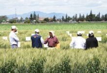 Photo of Otorgan premio internacional a científicos mexicanos por sus contribuciones al mejoramiento del trigo