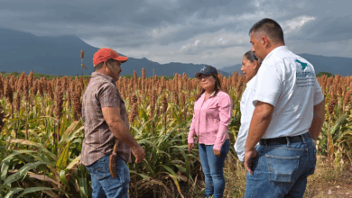 Photo of Venta de sorgo a precios justos en Oaxaca