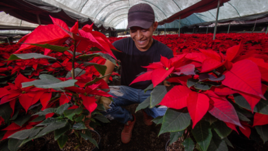 Photo of Nochebuena, tesoro natural de los campos mexicanos.