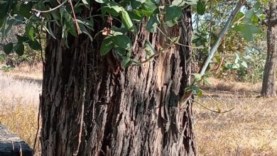 Photo of En una década las pensiones perdieron prácticamente dos terceras partes de su valor por indexarlas a las UMA`s.