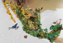 Photo of RIQUEZAS DE MÉXICO: TIERRA FERTIL